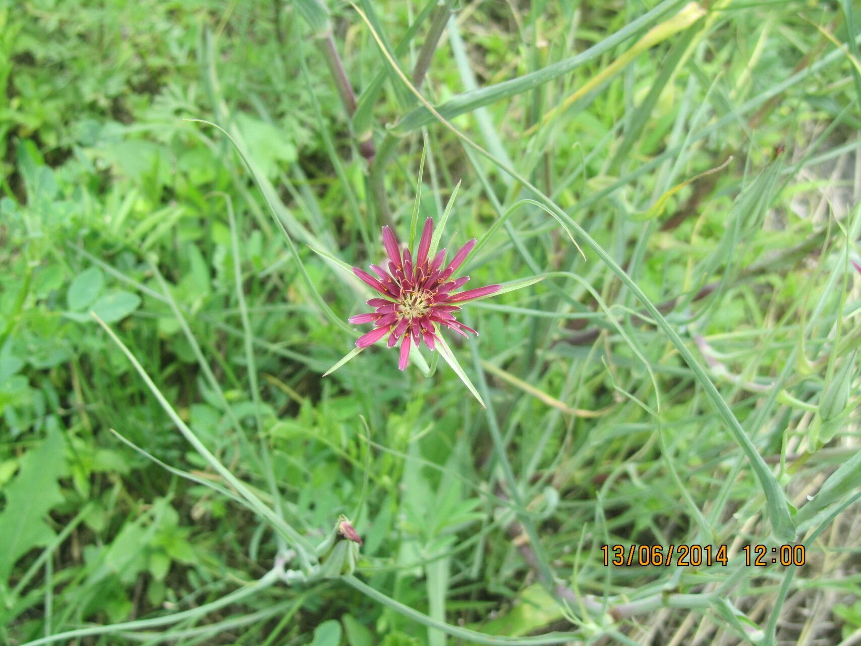 Tragopogon coloratus — search result for 'Tragopogon'
