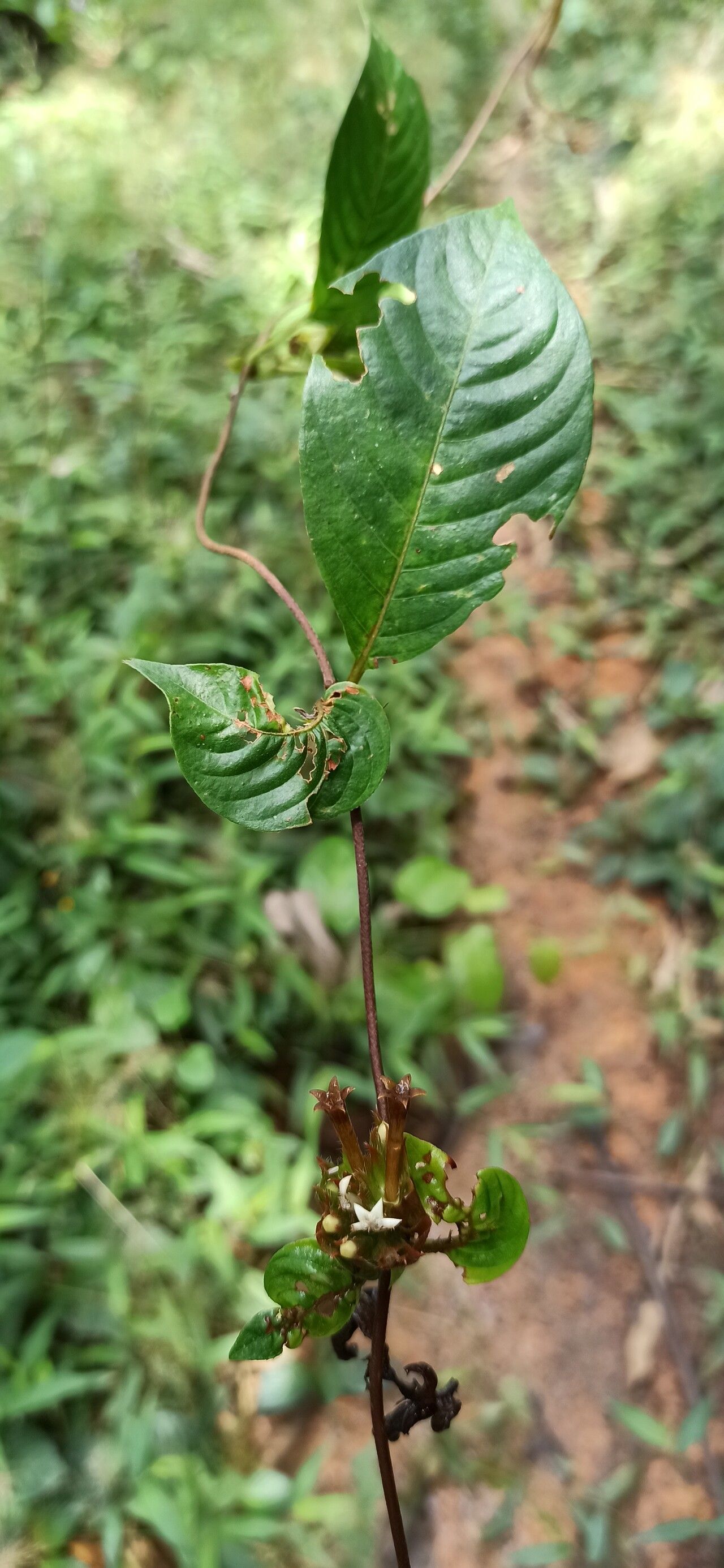 Sabicea gabonica — houseplant care guide