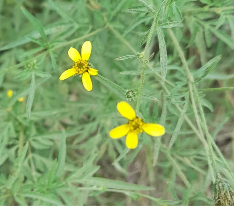 Bidens gardneri — search result for 'Bidens'