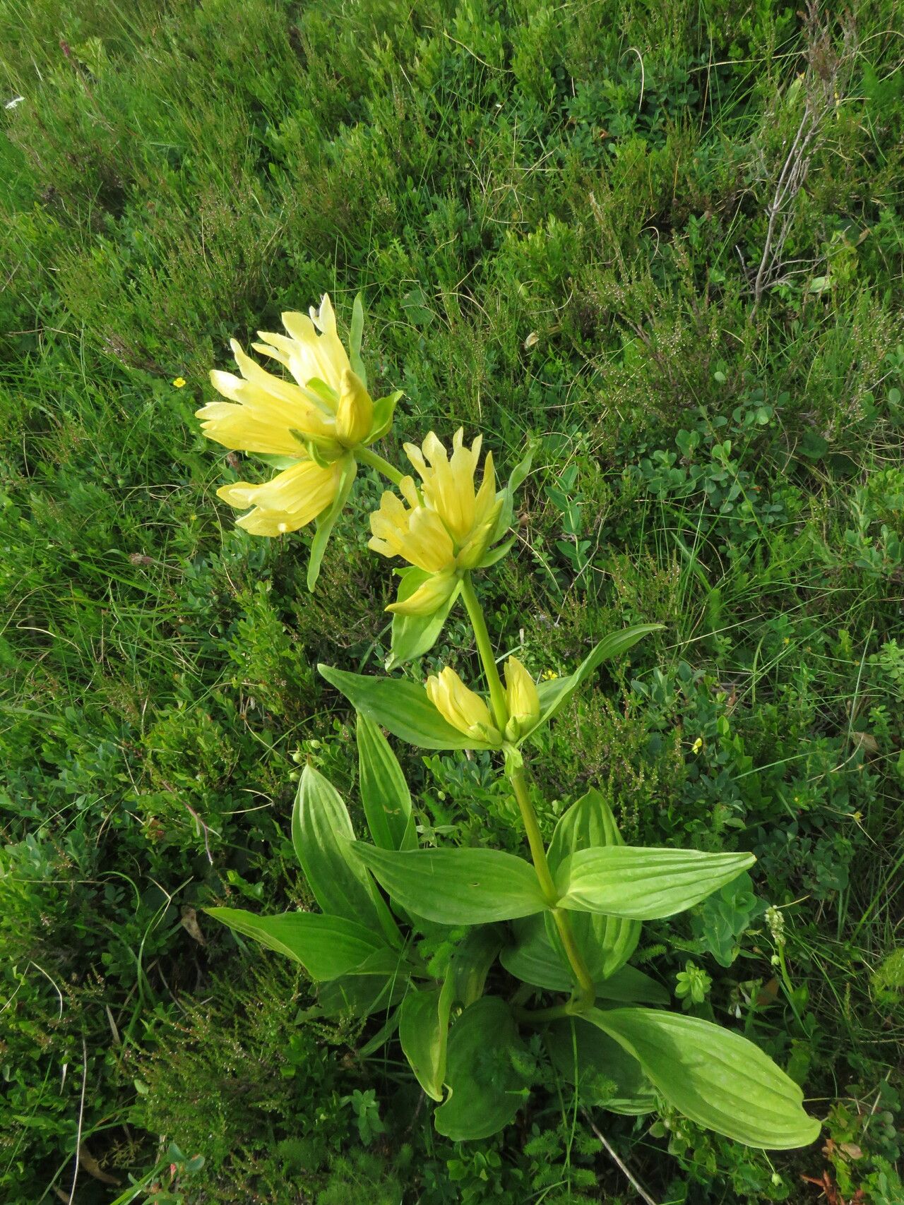 Gentiana burseri leaf