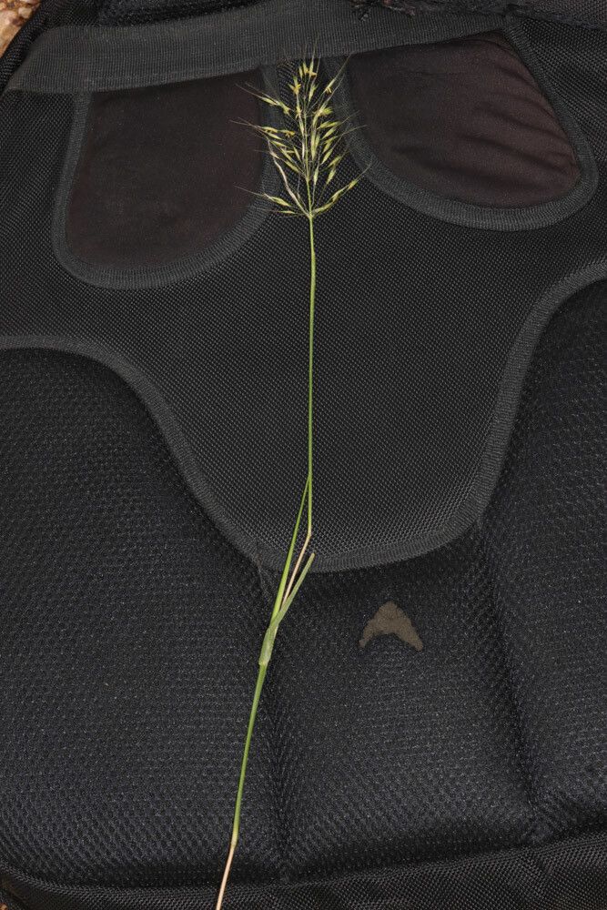 Chrysopogon serrulatus flower