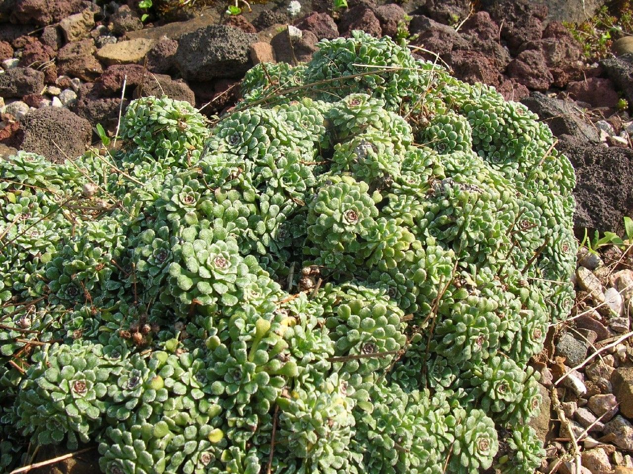 Saxifraga cochlearis habit
