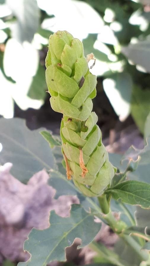 Ecbolium viride fruit