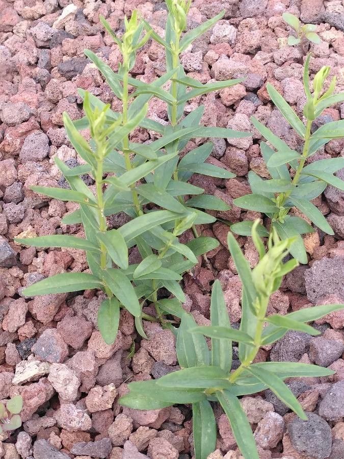 Gentiana makinoi — houseplant care guide