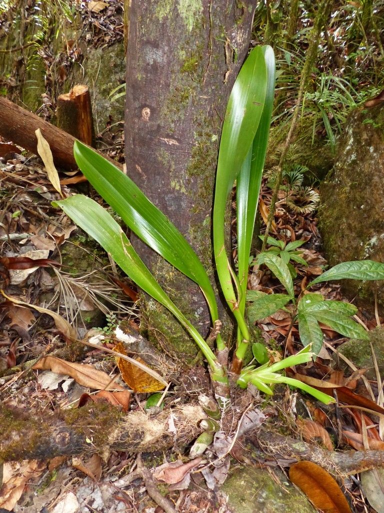 Eria aeridostachya habit