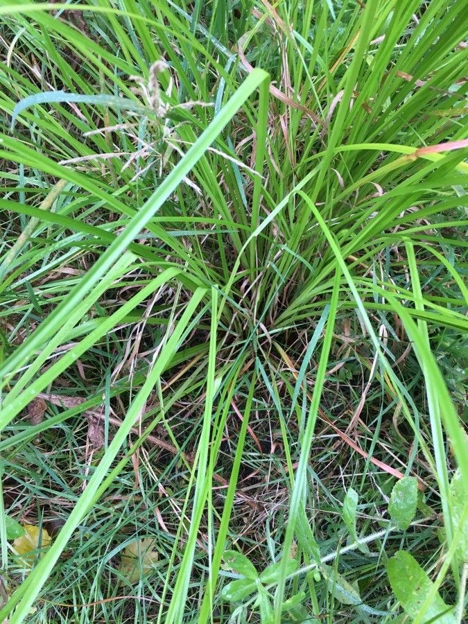 Carex gracillima leaf