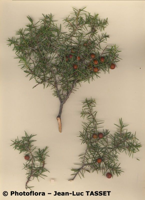 Juniperus navicularis other