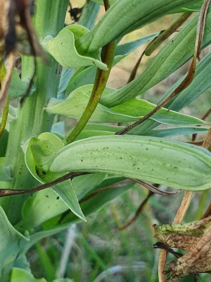 Bonatea steudneri fruit