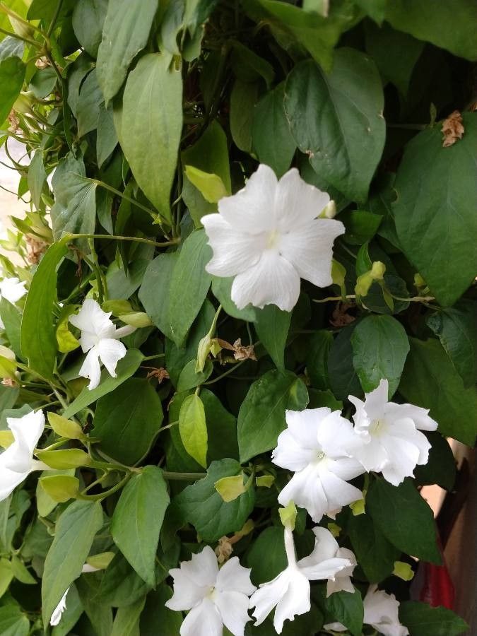 Thunbergia fragrans flower