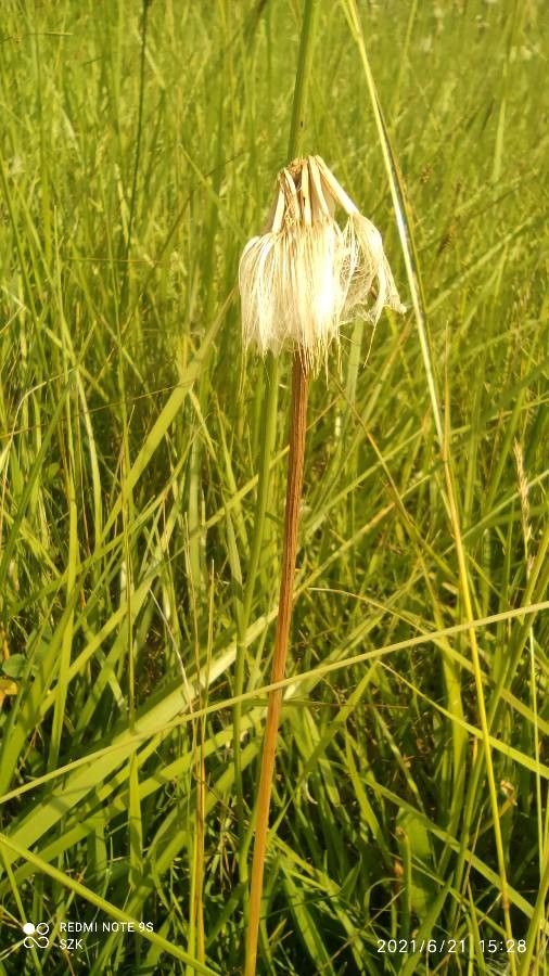 Scorzonera parviflora — search result for 'Scorzonera'