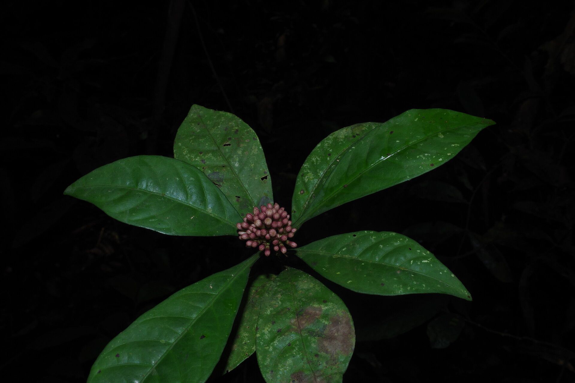 Chassalia subherbacea leaf