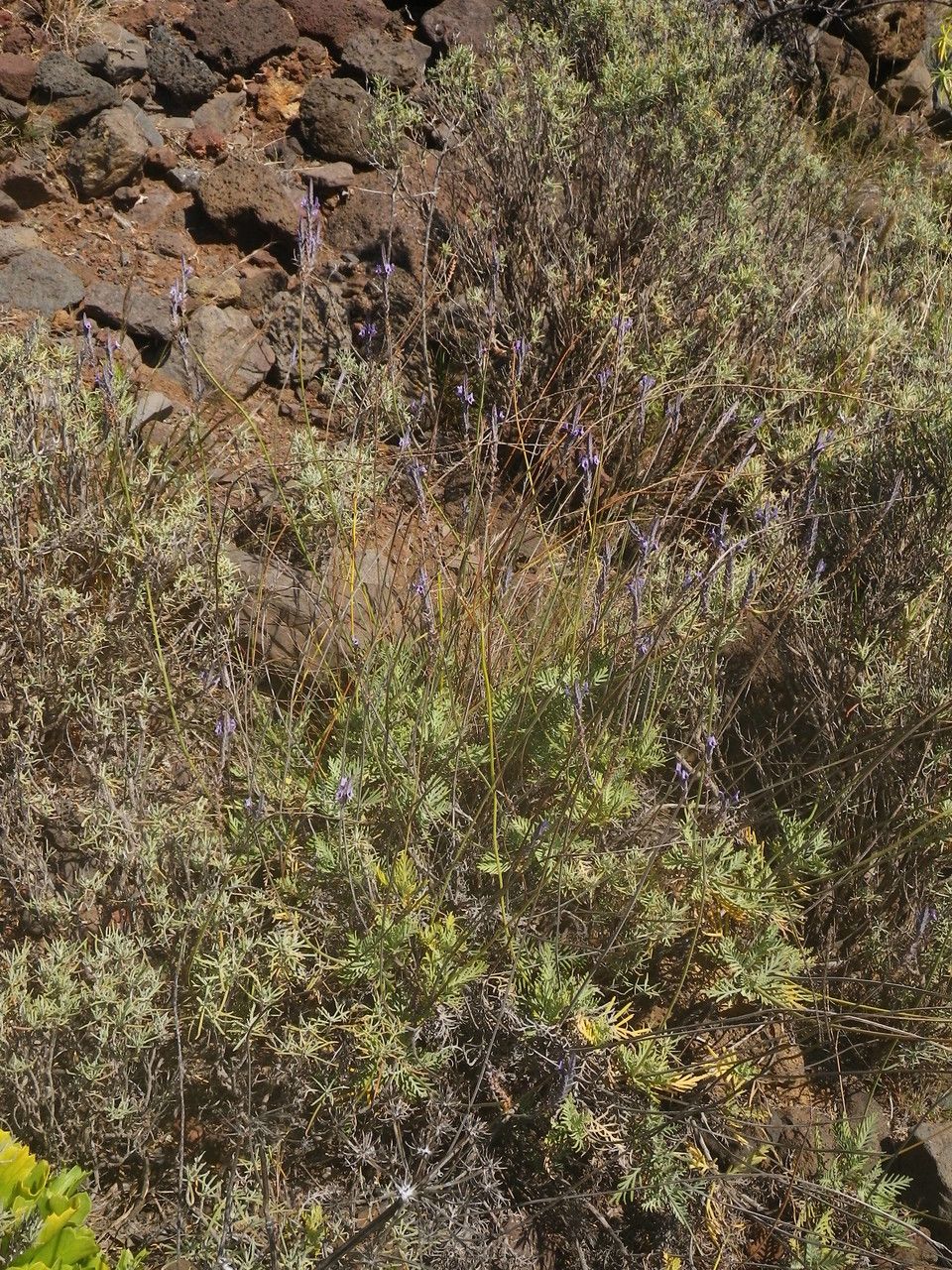 Lavandula buchii habit