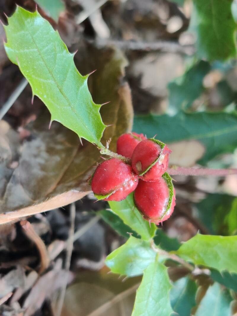 Quercus coccifera flower