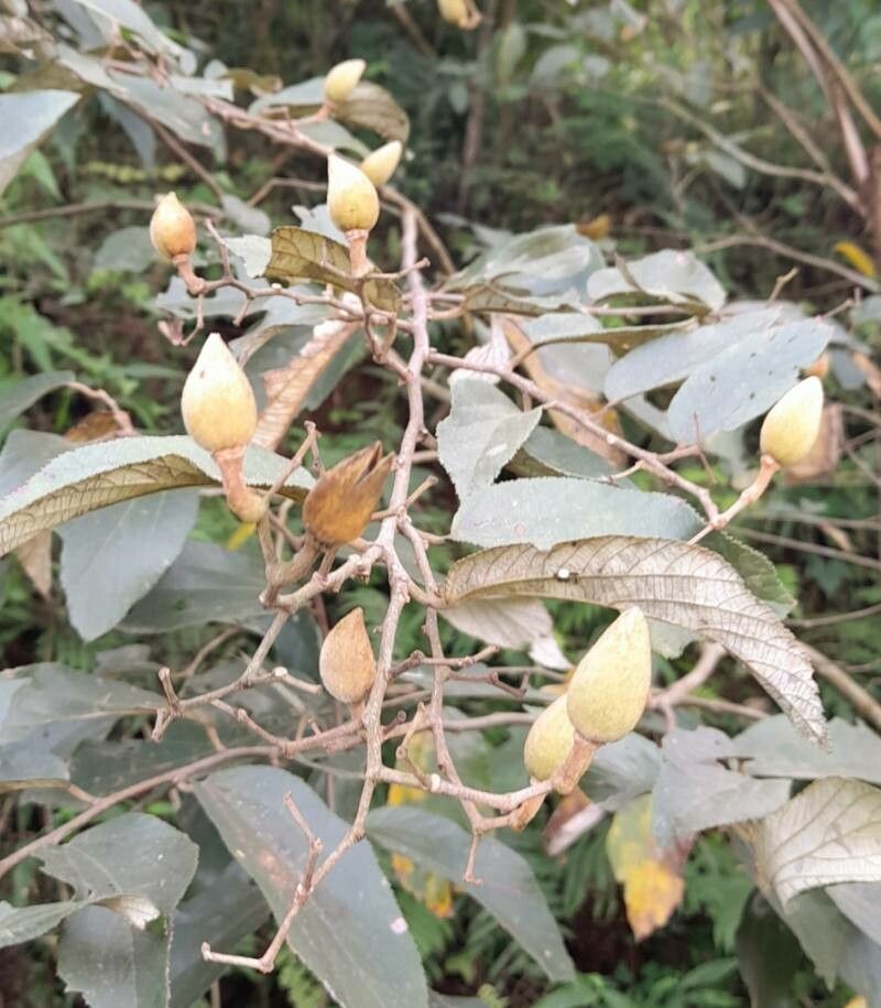 Luehea divaricata fruit