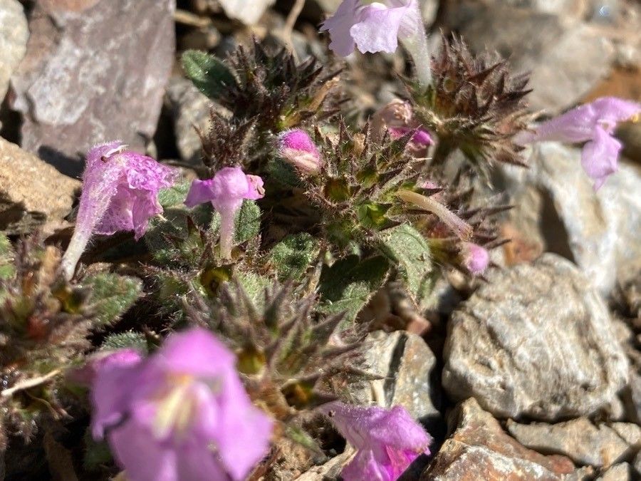 Galeopsis pyrenaica — related species from the same genus