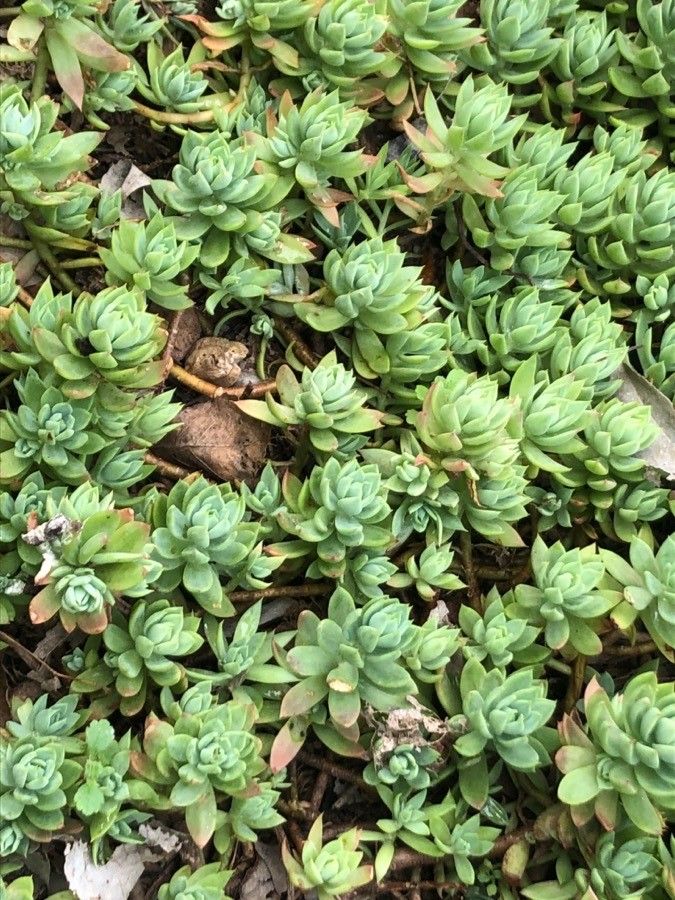 Dudleya greenei