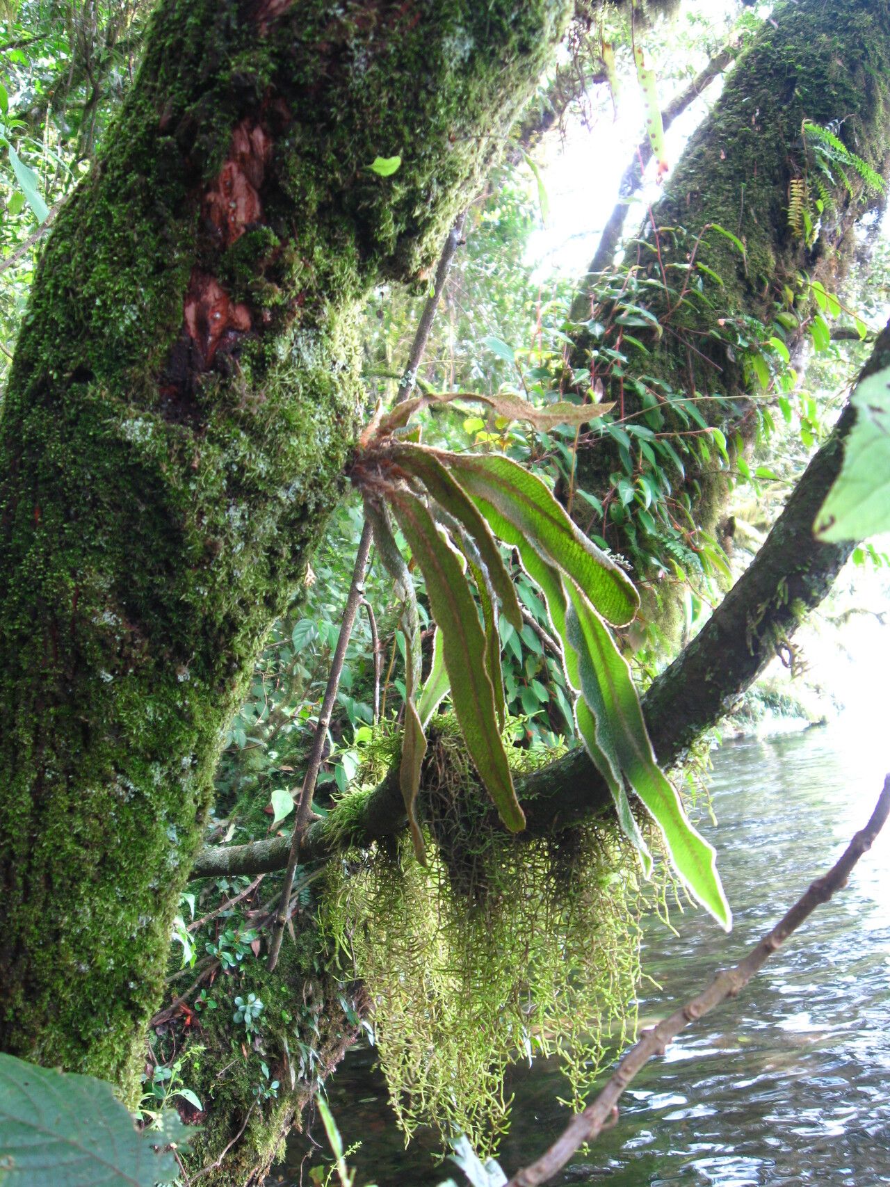 Elaphoglossum kuhnii habit