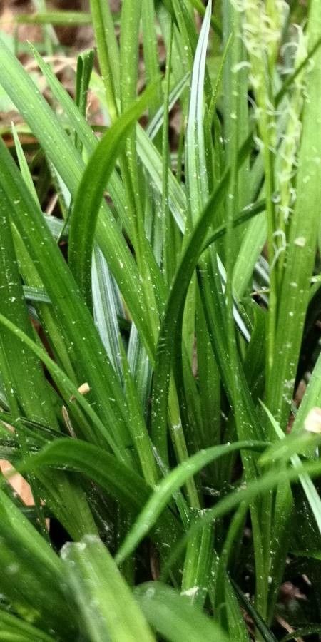 Carex brachystachys — search result for 'Central and southern Europe'