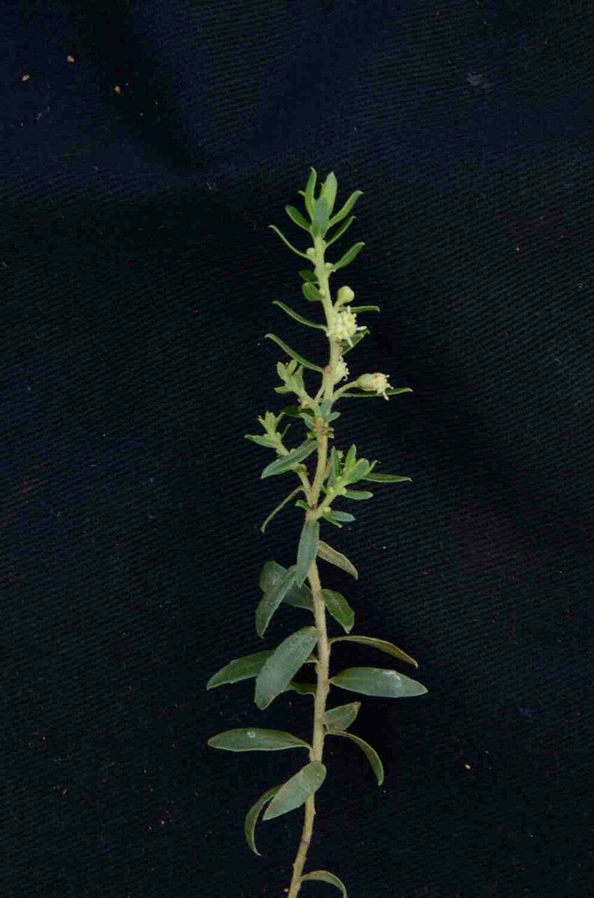 Baccharis dracunculifolia leaf