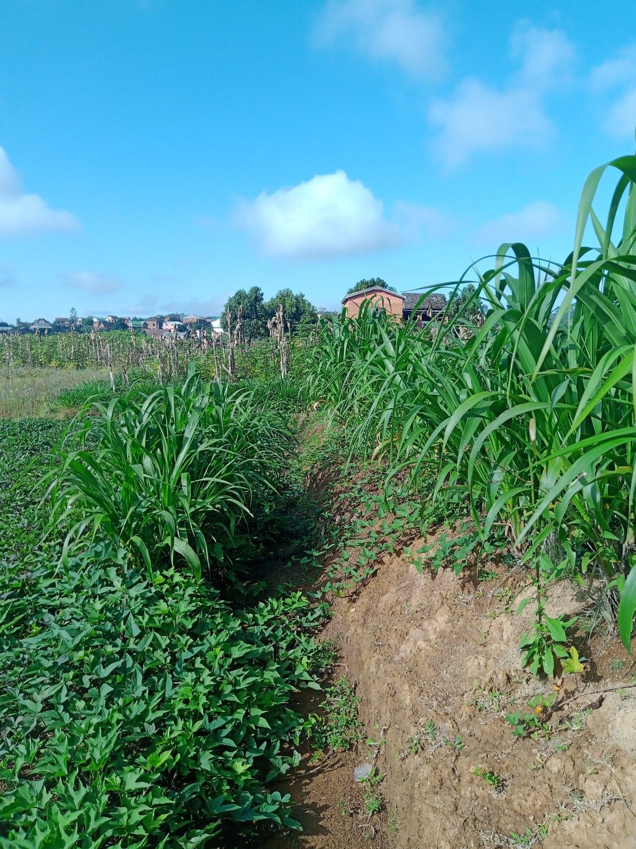 Tripsacum laxum habit