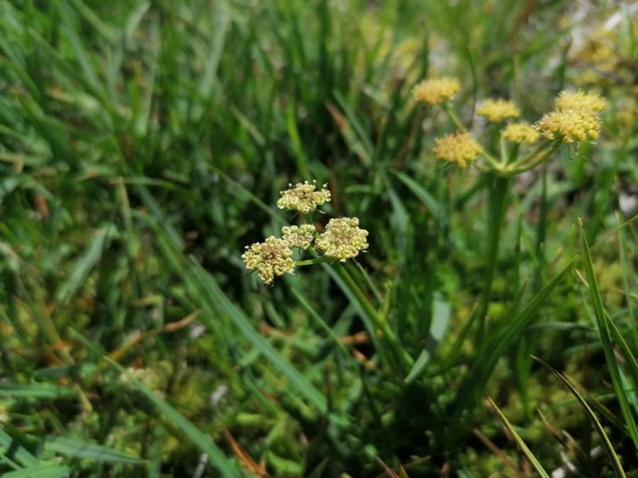 Epikeros pyrenaeus flower