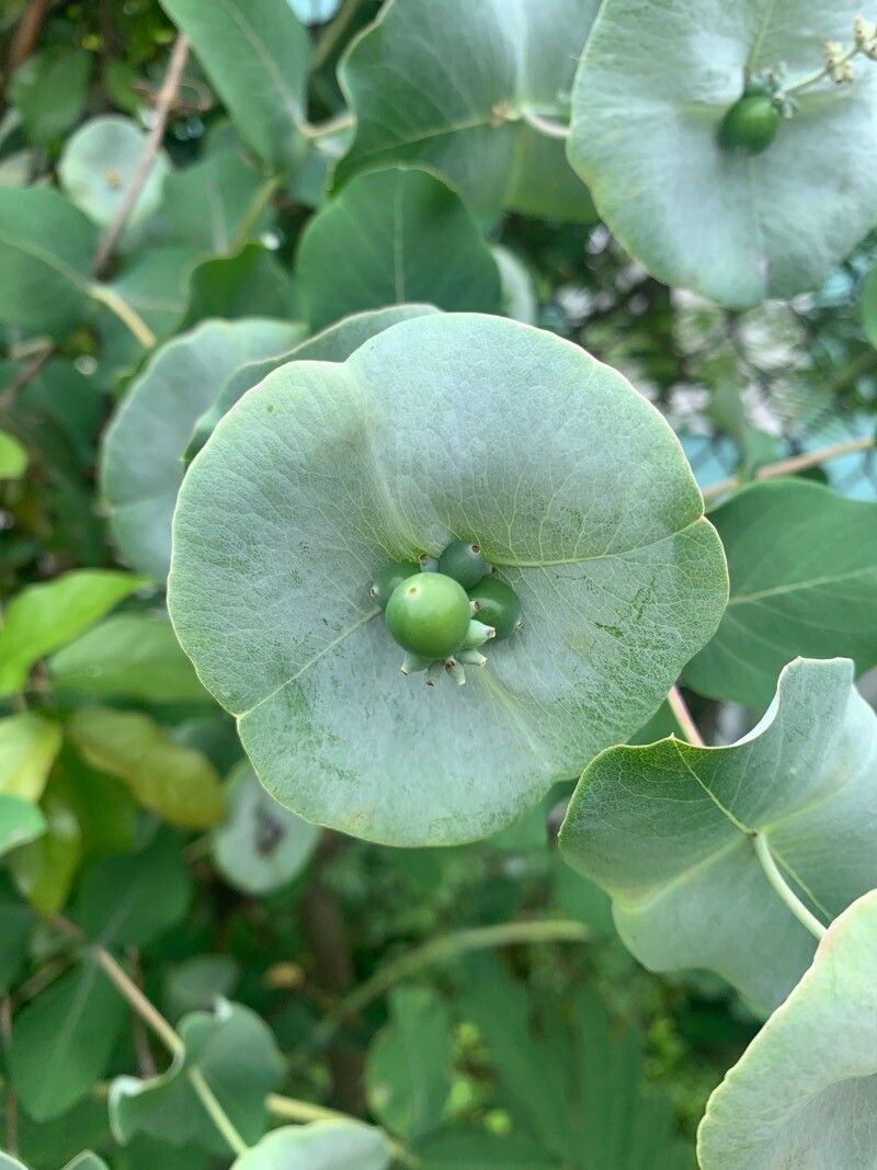 Lonicera reticulata flower