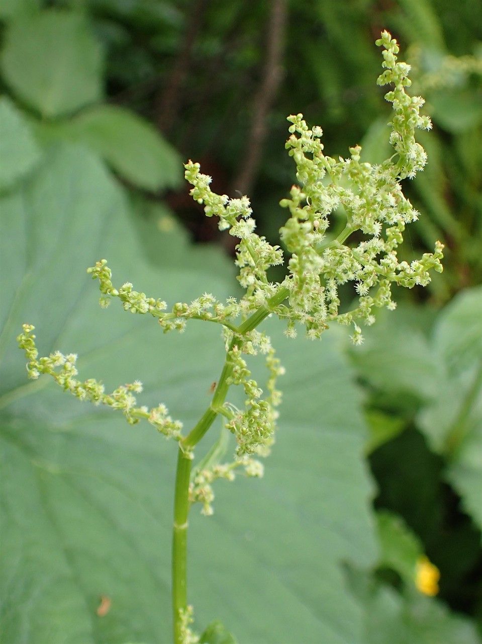 Rumex alpestris flower