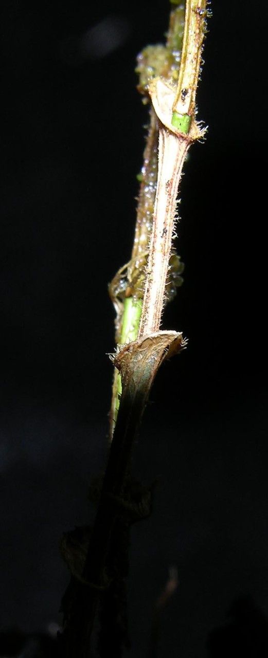 Trichosalpinx blaisdellii bark
