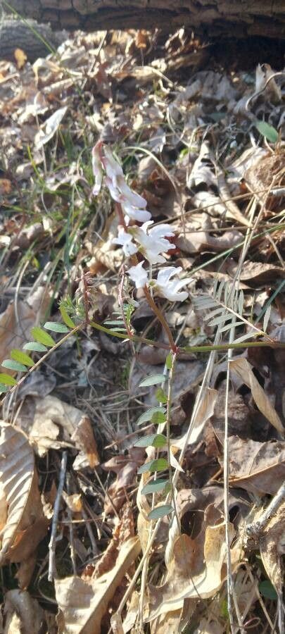 Vicia caroliniana — soil improver houseplant