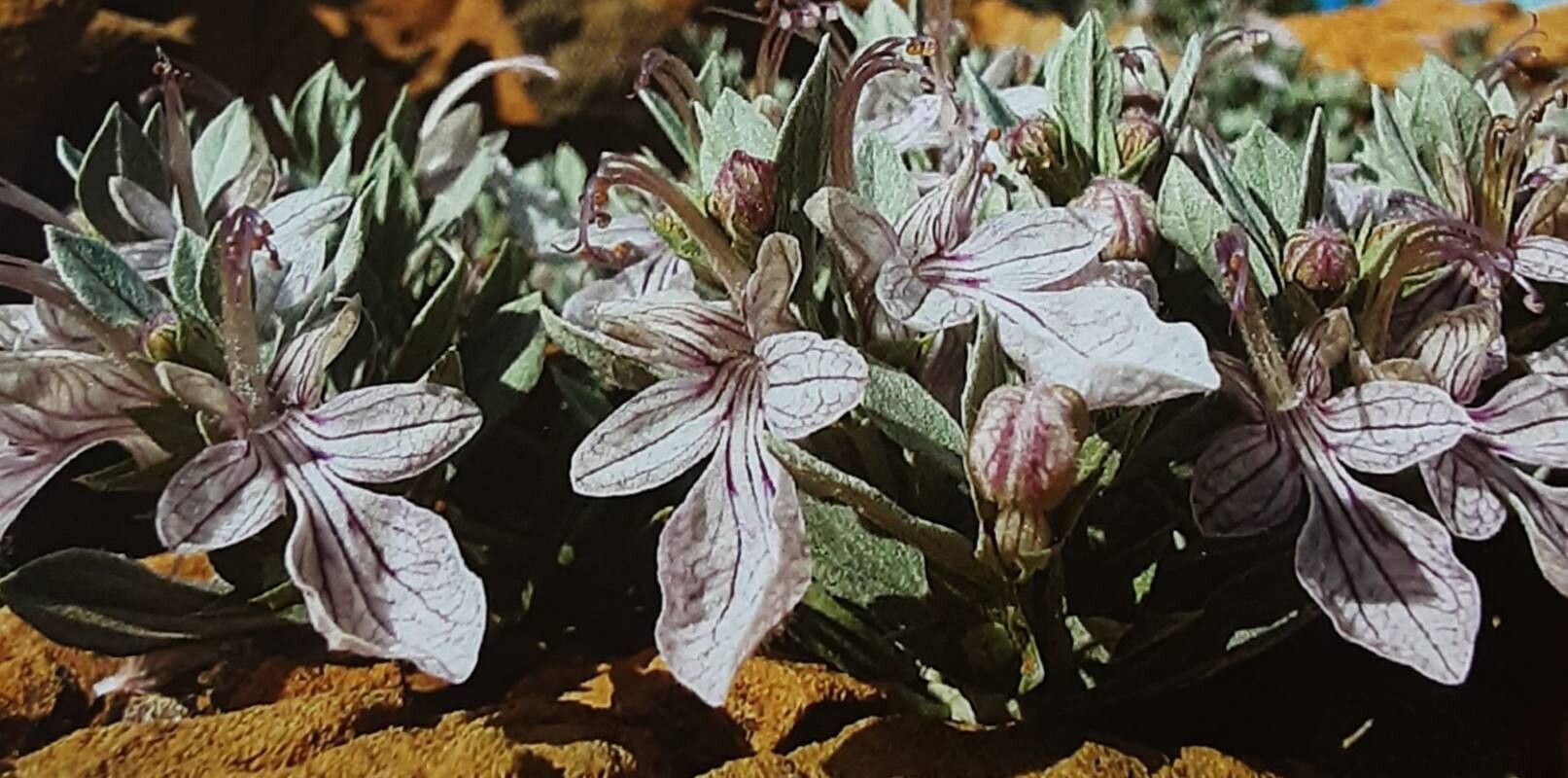 Teucrium alyssifolium