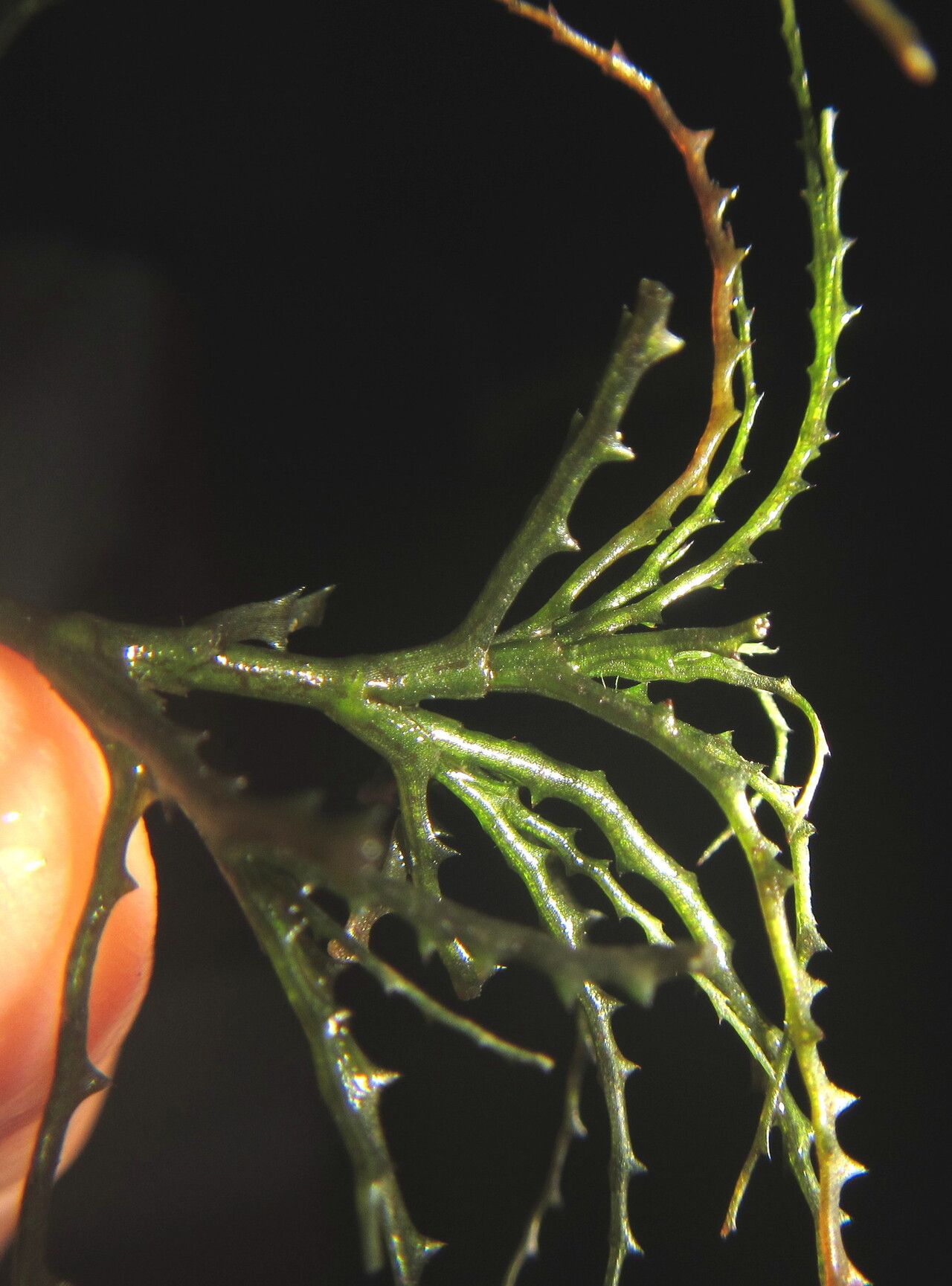 Najas horrida — related species from the same genus