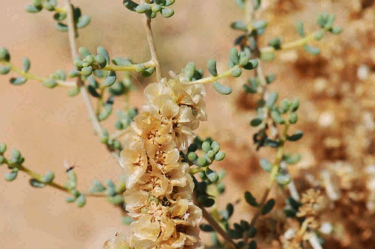 Salsola longifolia flower
