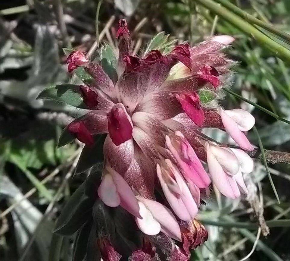 Trifolium macrocephalum flower