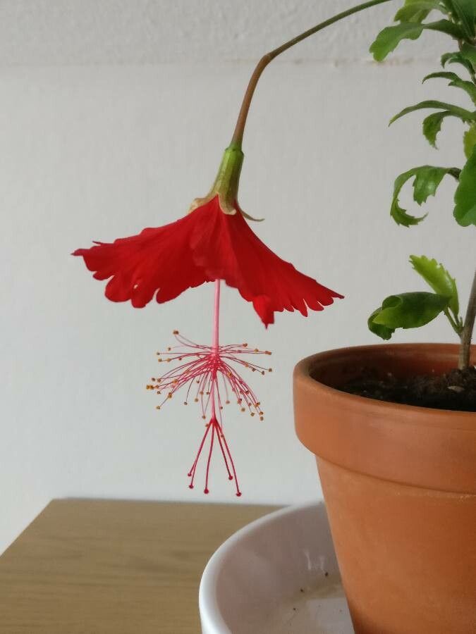 Hibiscus phanerandrus flower