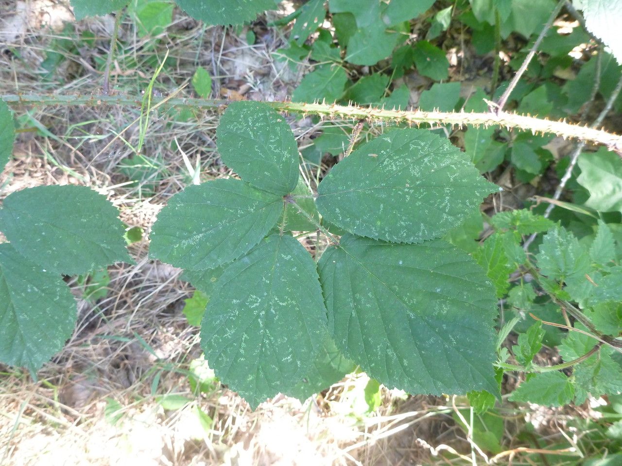 Rubus campaniensis — houseplant care guide