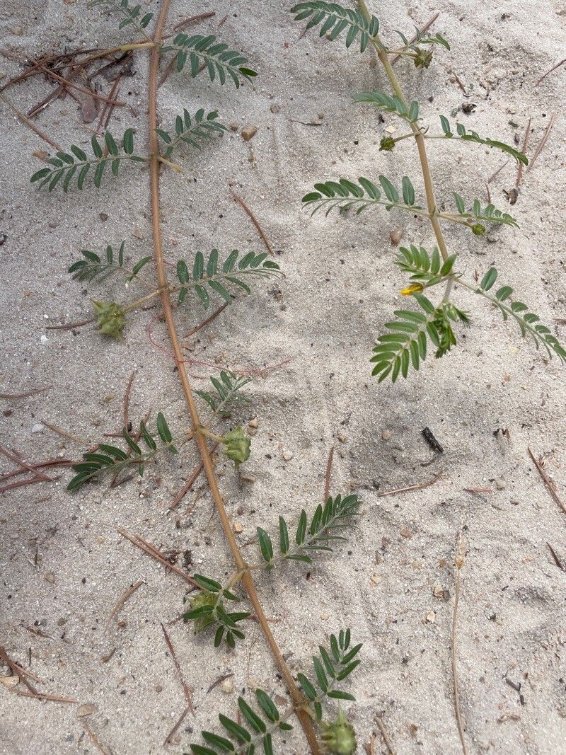 Kallstroemia californica — search result for 'Zygophyllaceae'
