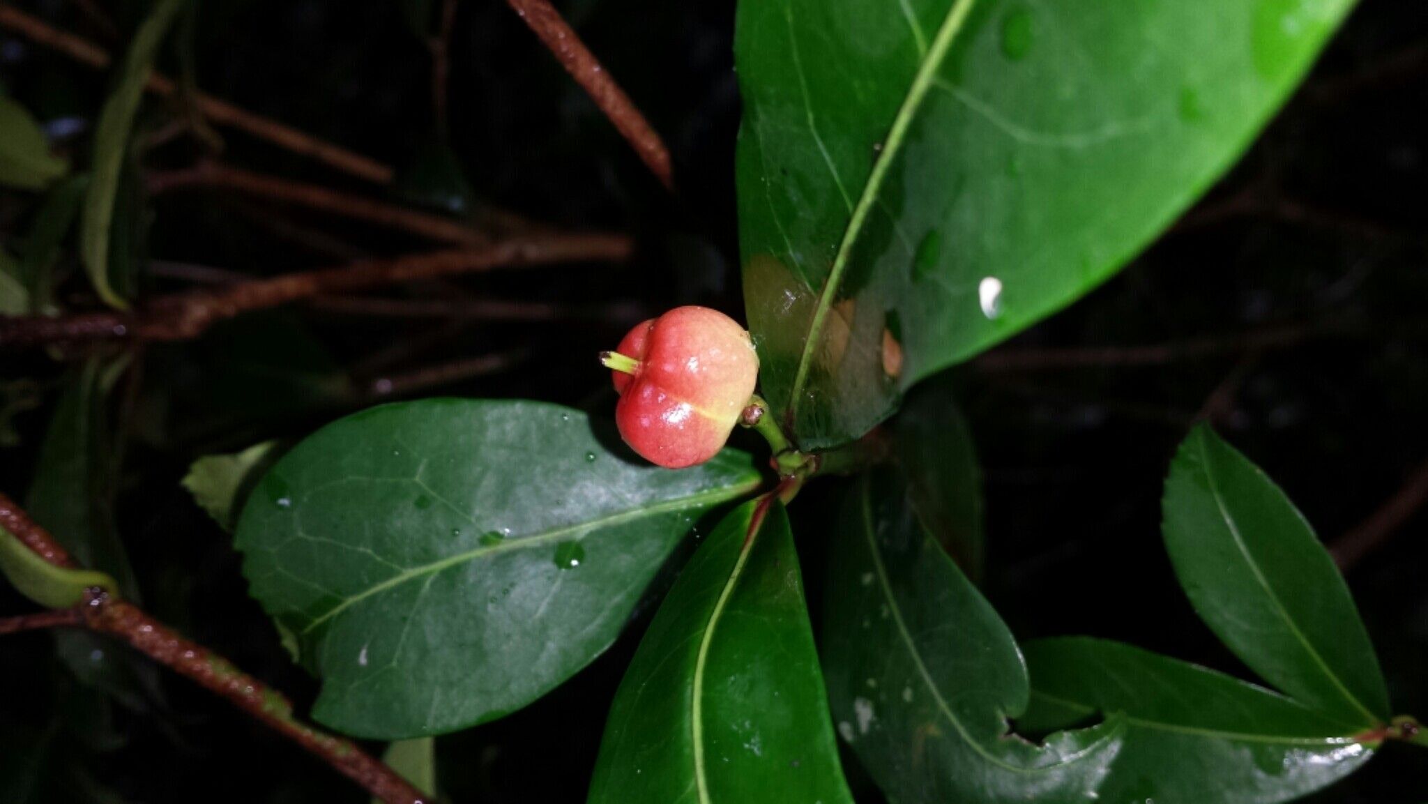 Excoecaria thouarsiana — search result for 'Excoecaria'