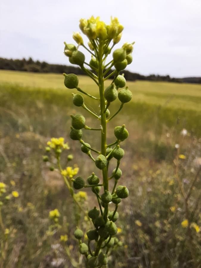 Neslia paniculata fruit