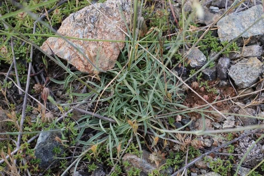 Silene bupleuroides leaf