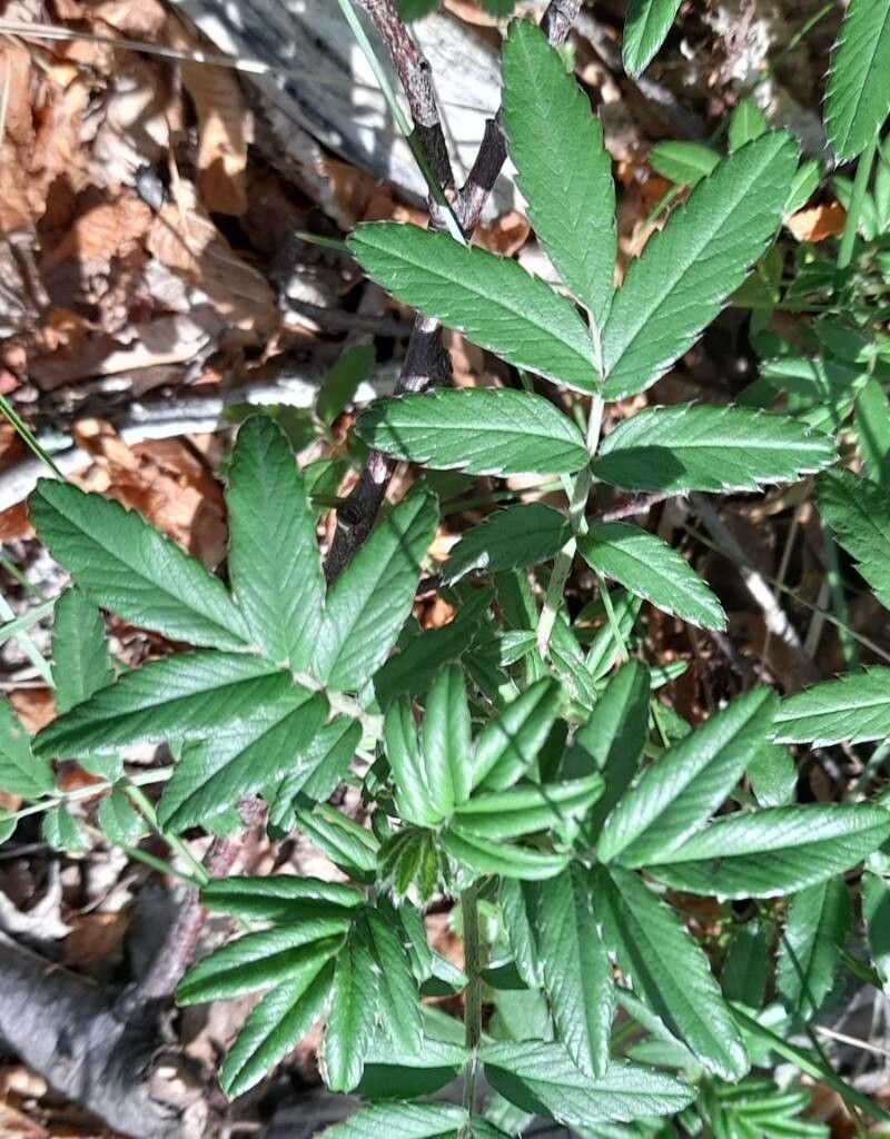 Acaena argentea leaf