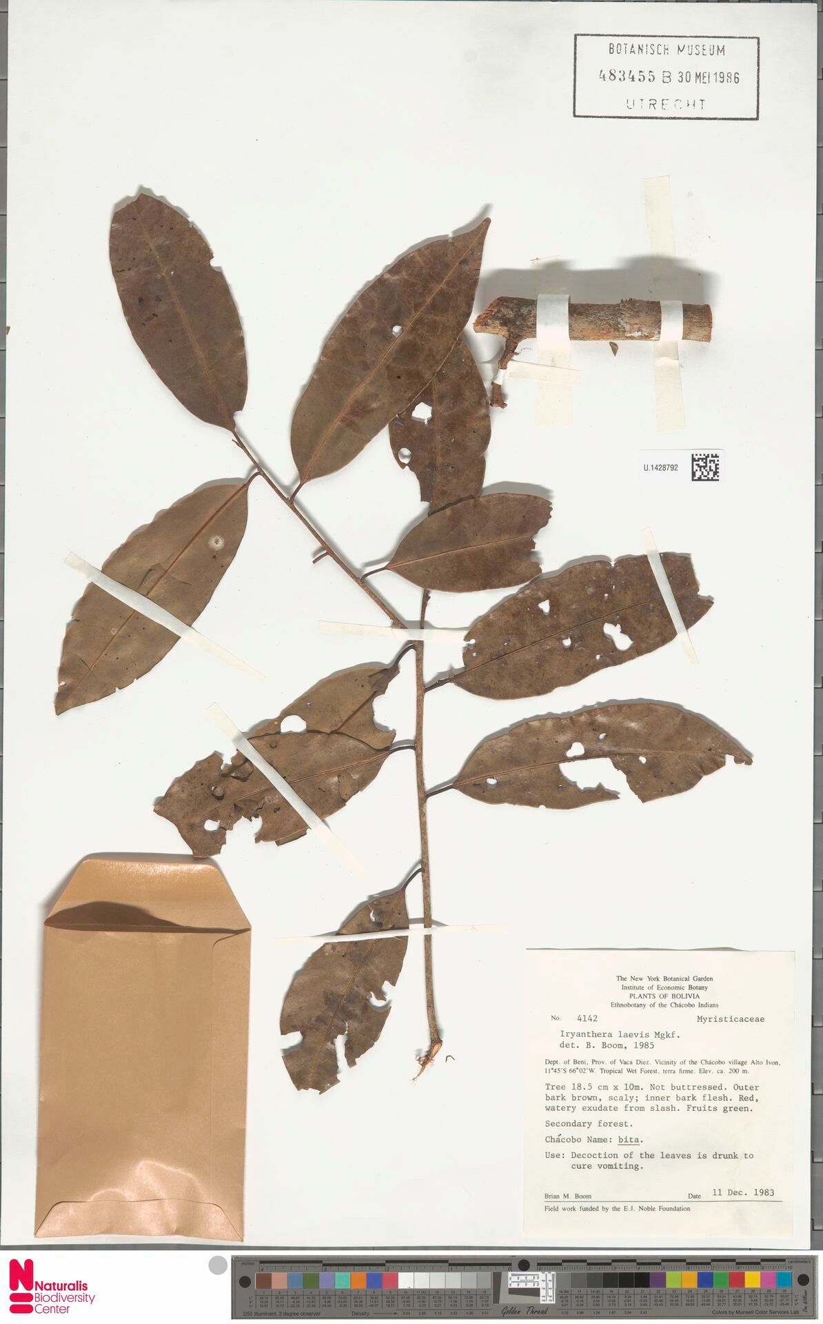 Iryanthera laevis — houseplant care guide