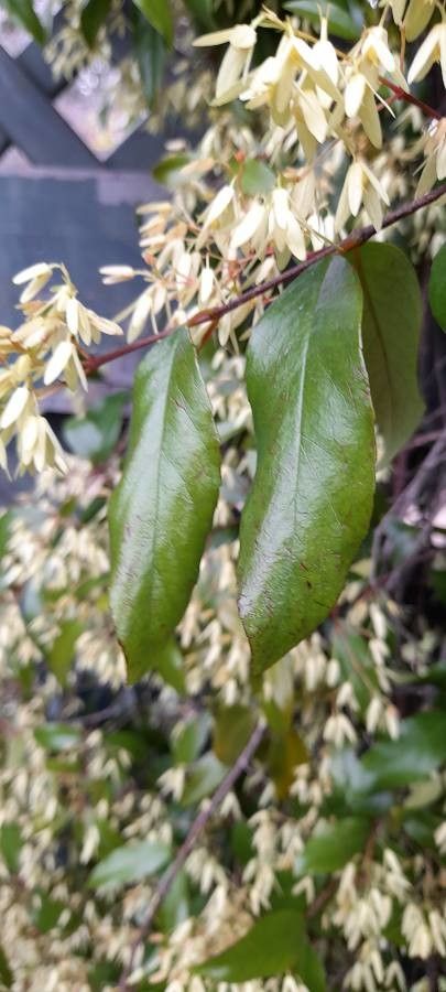 Aphanopetalum resinosum — search result for 'Cunoniaceae'