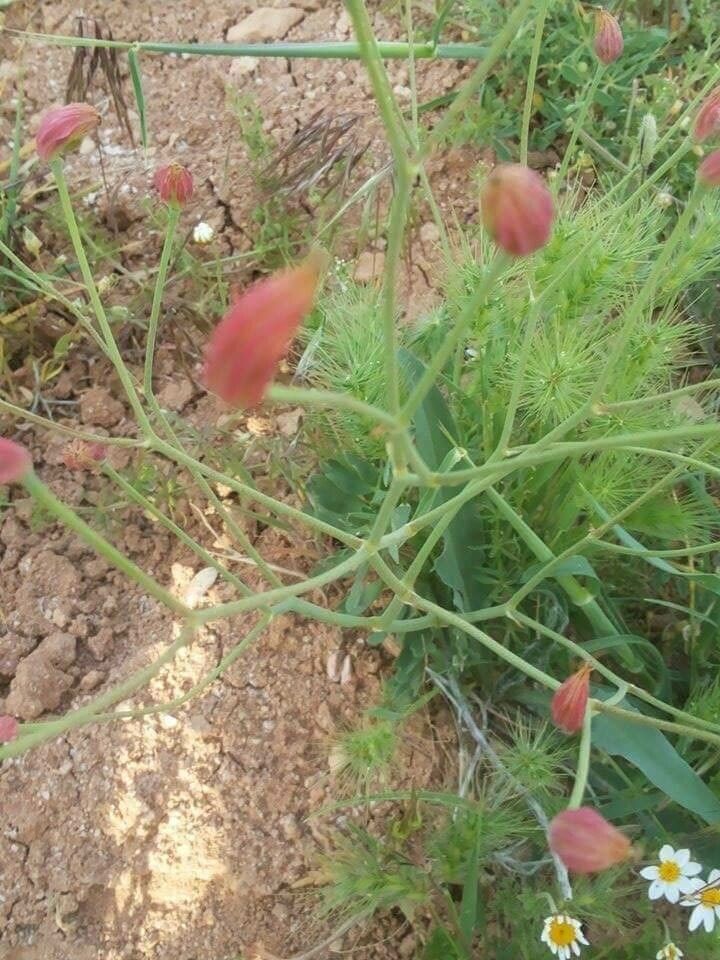 Bongardia chrysogonum fruit