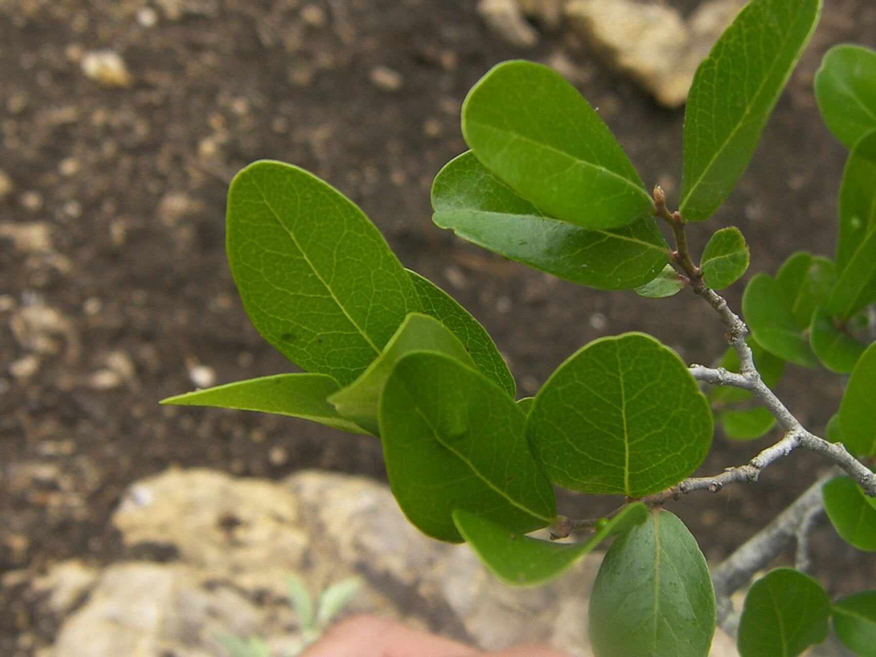 Diospyros palmeri — houseplant care guide