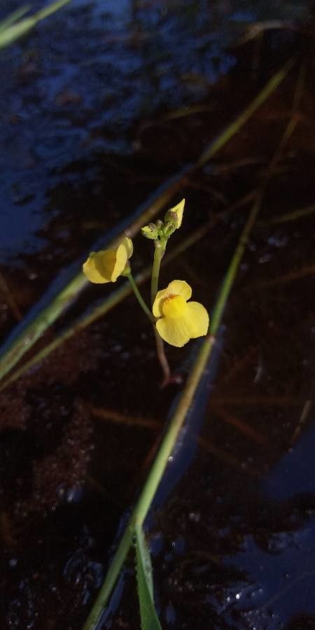 Utricularia gibba flower