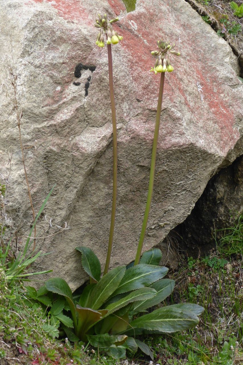 Primula advena