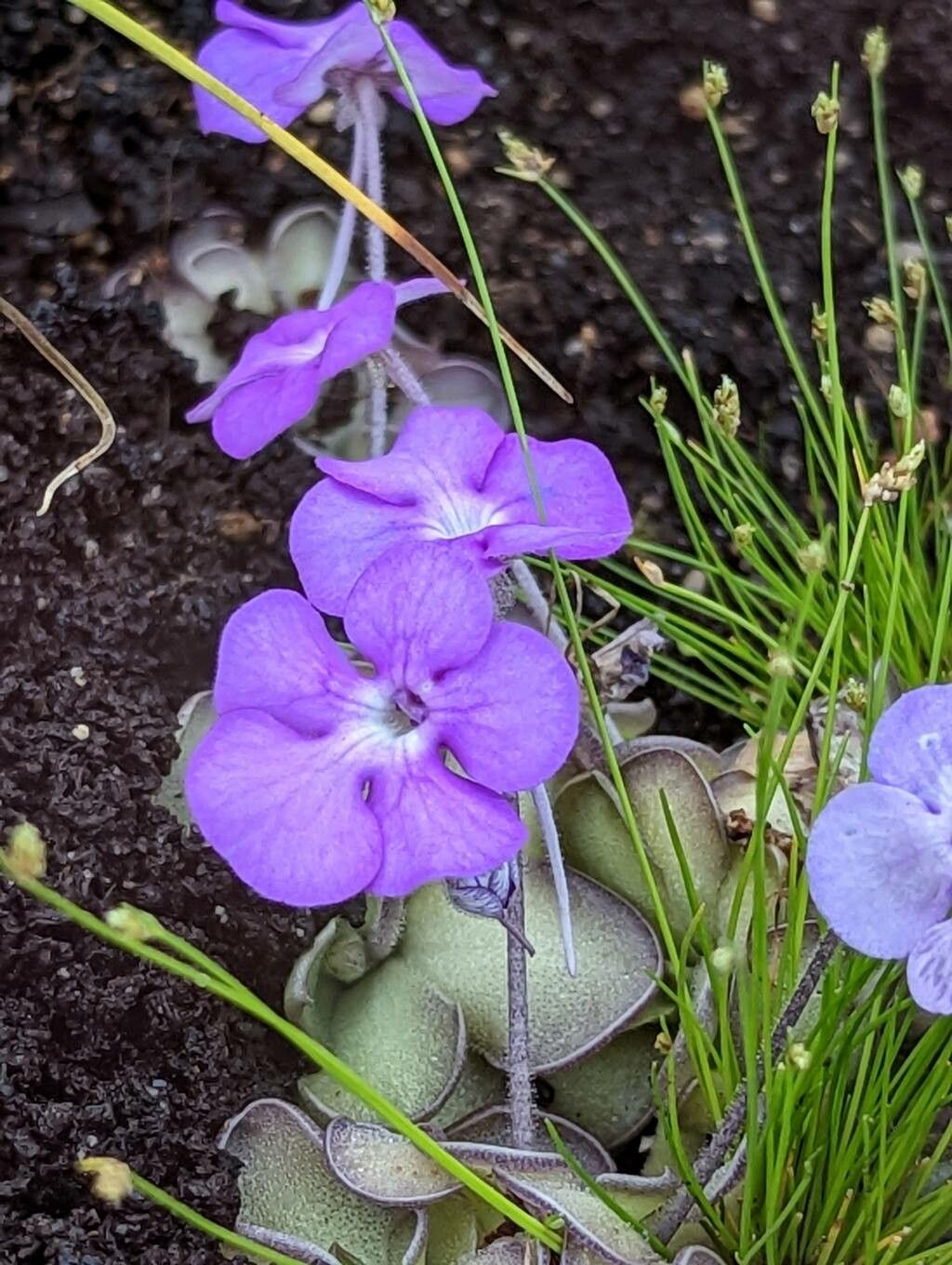 Pinguicula cyclosecta flower