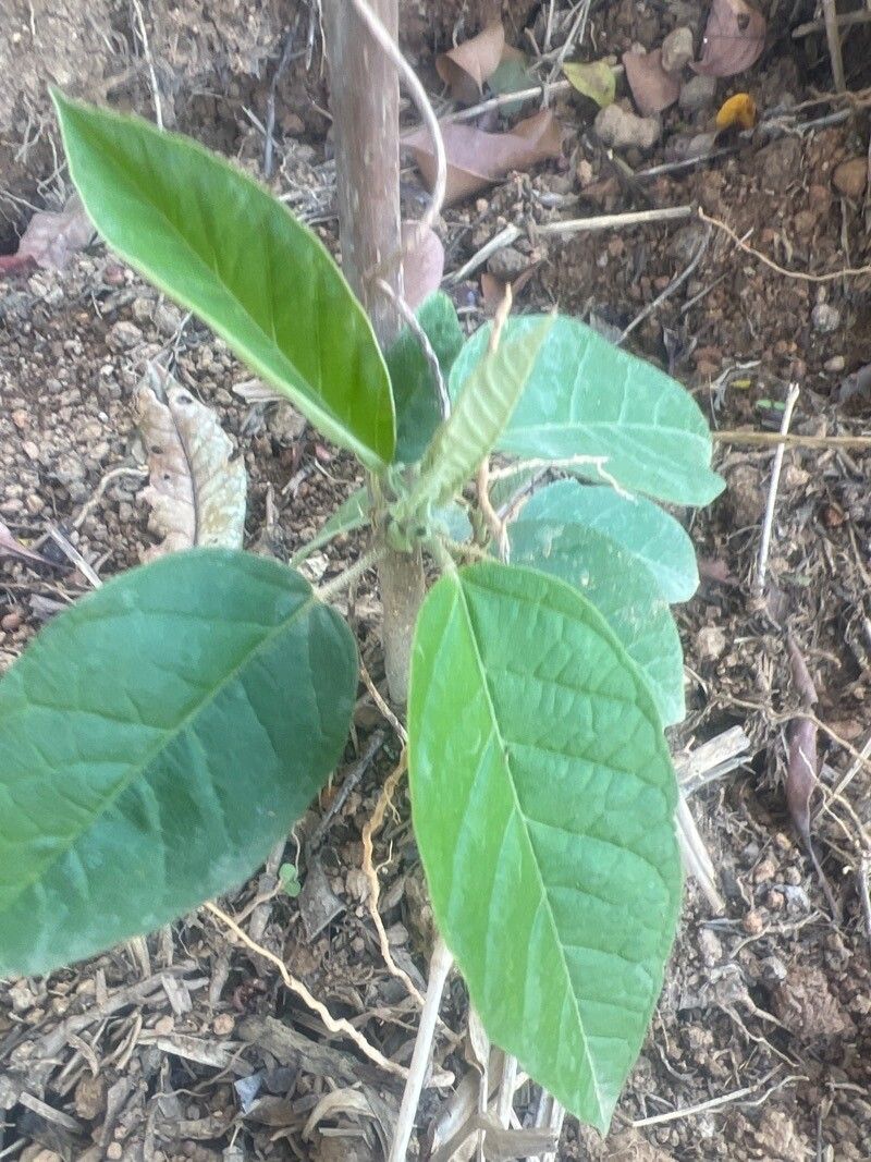 Croton cortesianus — houseplant care guide