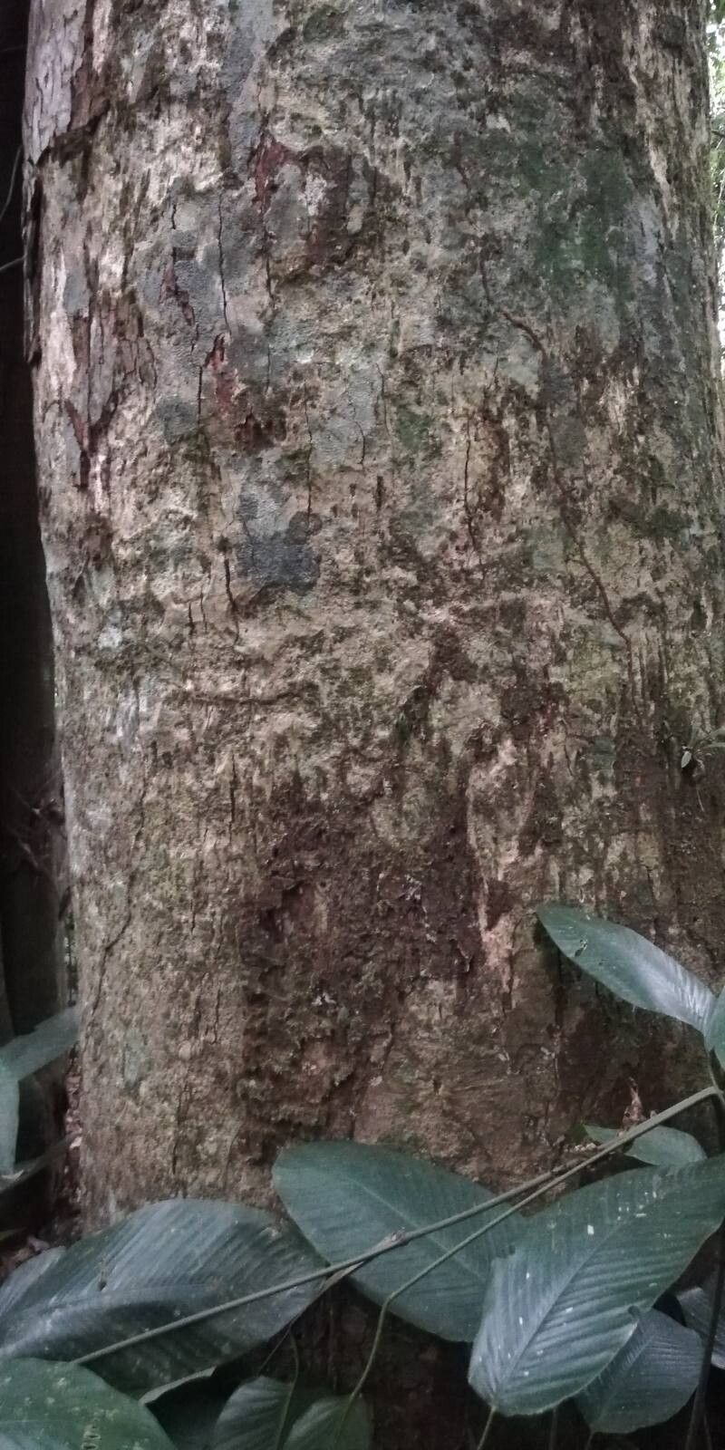 Daniellia pynaertii — houseplant care guide