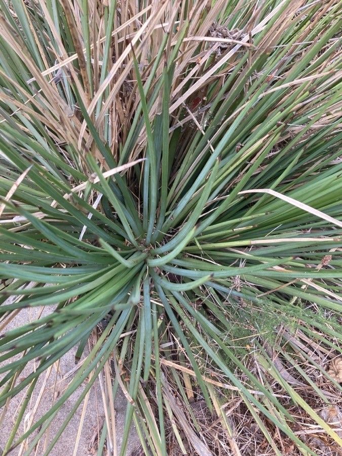 Agave striata flower